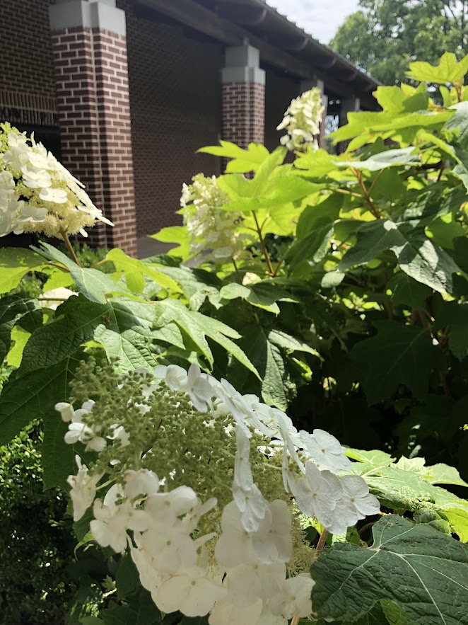 hydrangeas