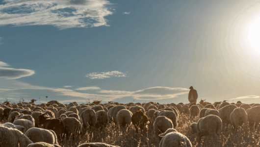 He shall feed his flock